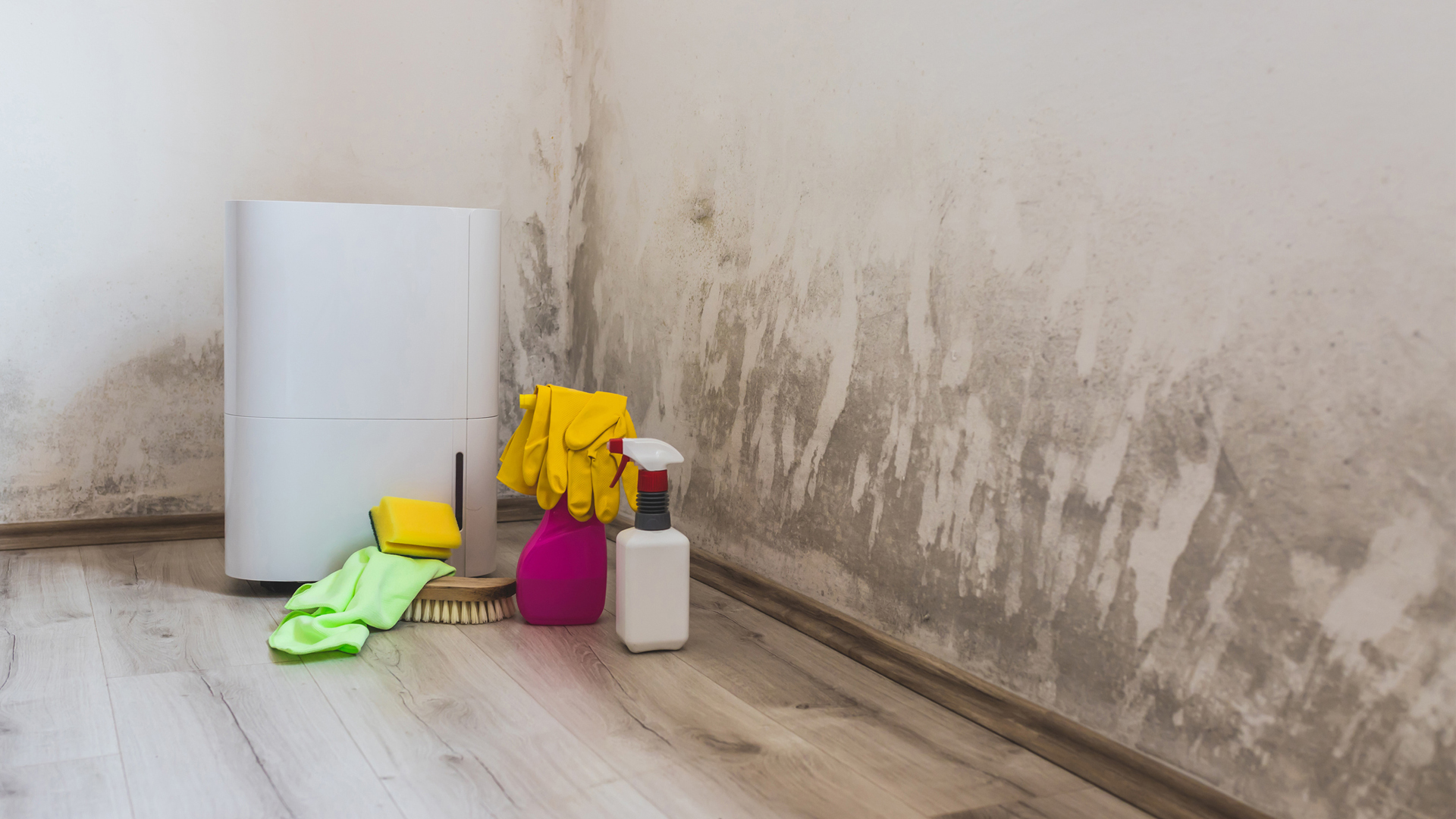Mold cleanup guide
